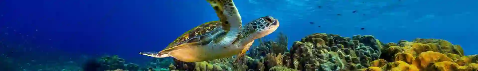 Sh 2652711911 Giant Sea Turtle, Great Barrier Reef