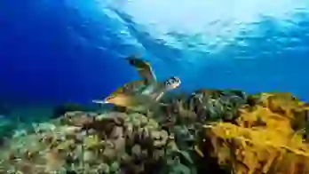 Sh 2652711911 Giant Sea Turtle, Great Barrier Reef
