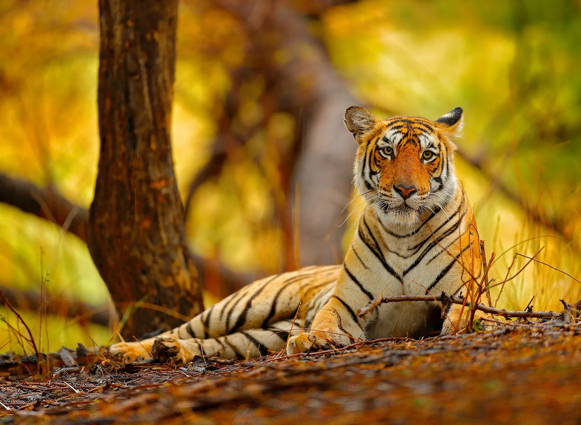 Sh 753506305 Tiger, Ranthambore National Park, Rajasthan, India