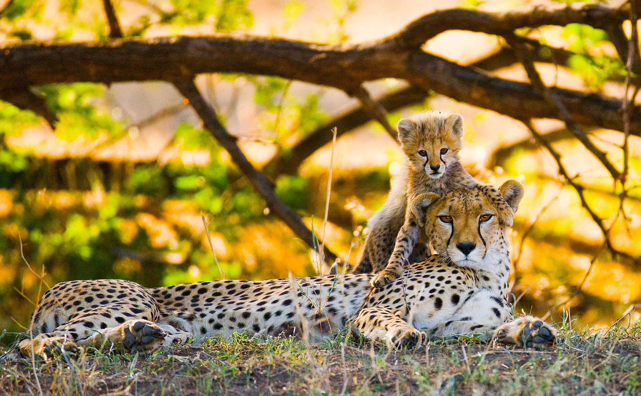  Cheetah mother and cub 