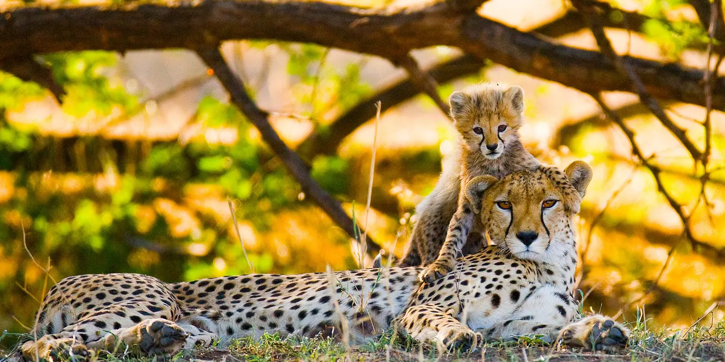 Cheetah mother and cub
