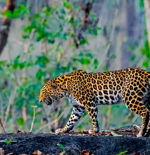 Indian Leopard, Pench National Park
