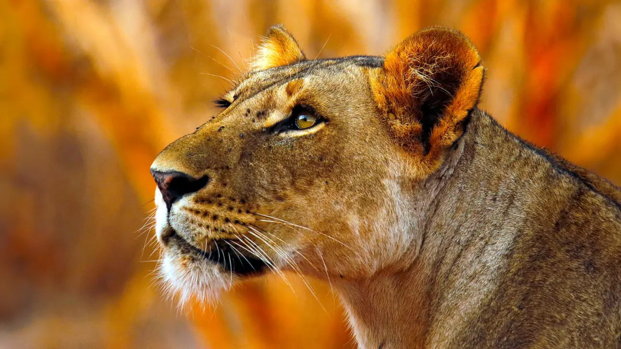 Lion