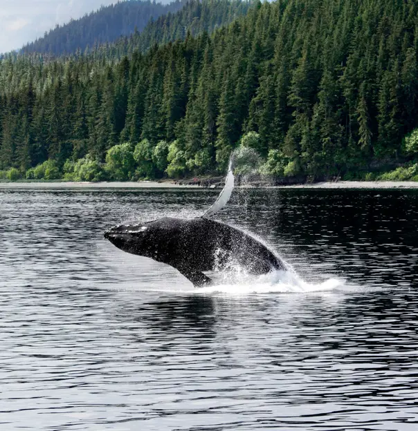 A humpback whale swimming in coastal waters off Canada, with its back and dorsal fin visible above the surface