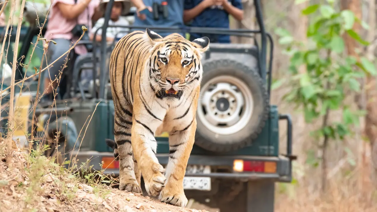 Bengal tiger, Pench National Park