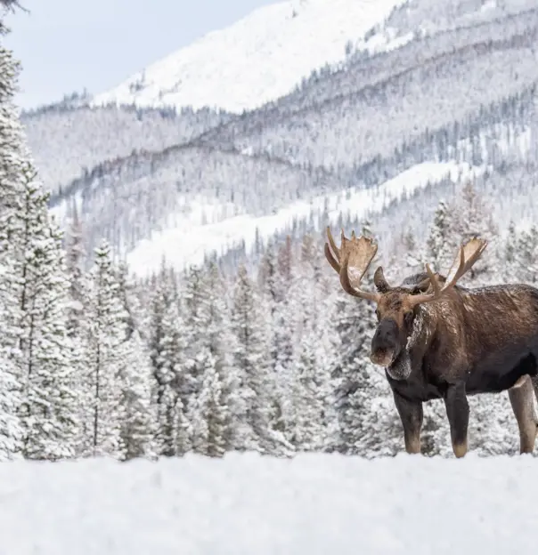 A solitary moose standing in deep snow within a forested area, with mountains rising in the background in Jasper, Canada