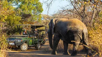 Tourists observing an elephant on a game drive in Mabula Game Reserve, South Africa 
