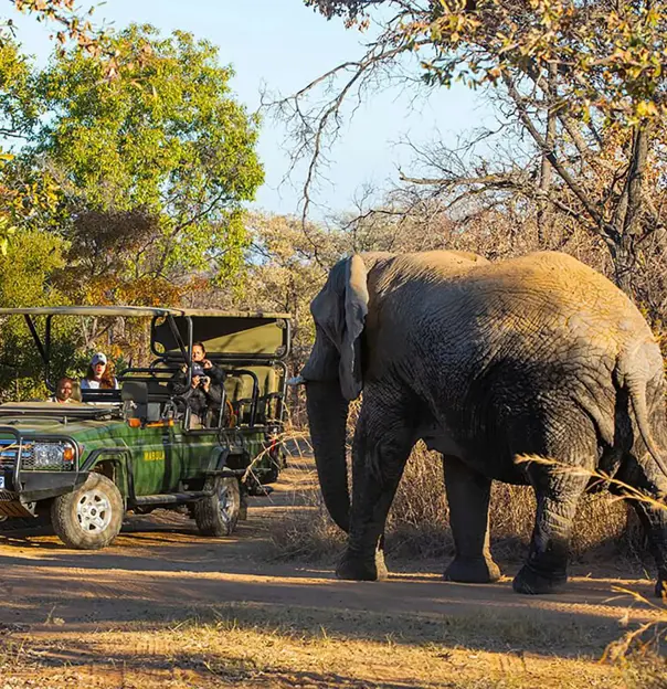 Tourists observing an elephant on a game drive in Mabula Game Reserve, South Africa 