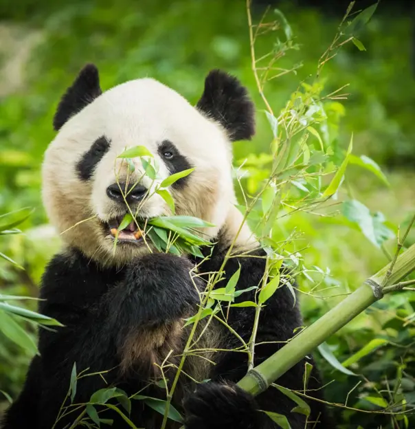 A giant panda sitting among green bamboo leaves while chewing on bamboo in Chengdu, China