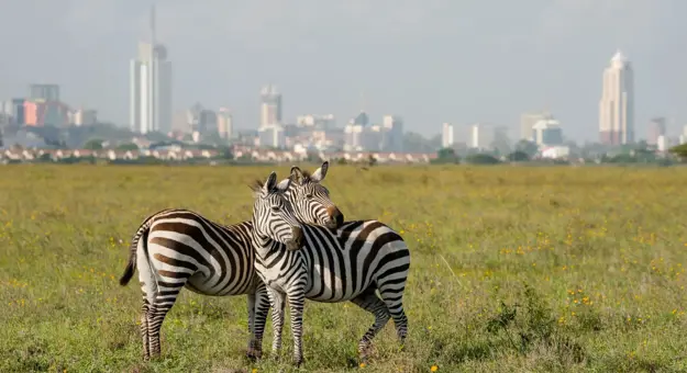 Two zebras standing close together in the grassy plains of Nairobi National Park, with the modern skyline of Nairobi, Kenya visible in the background