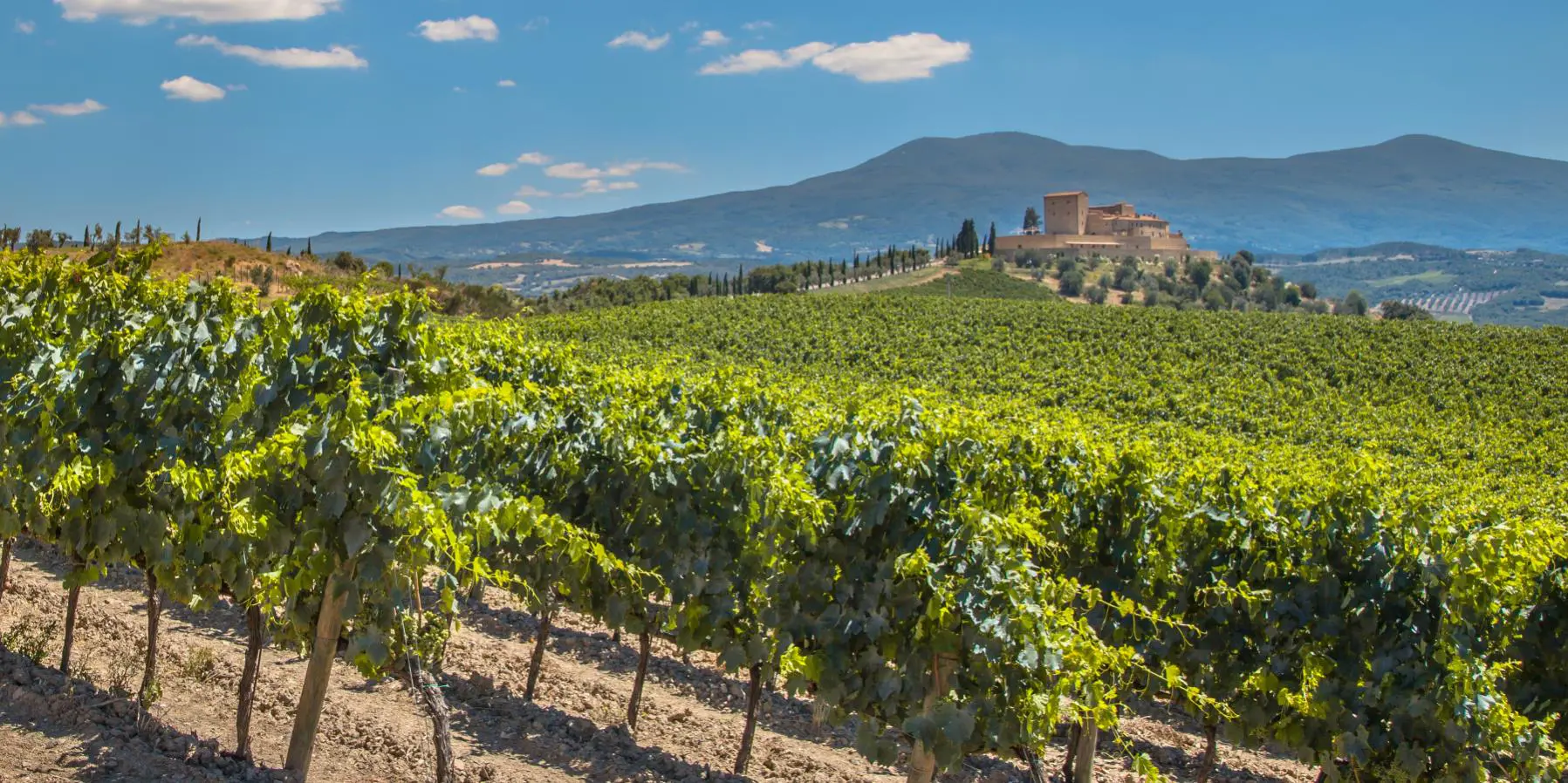 A vineyard in Bordeaux
