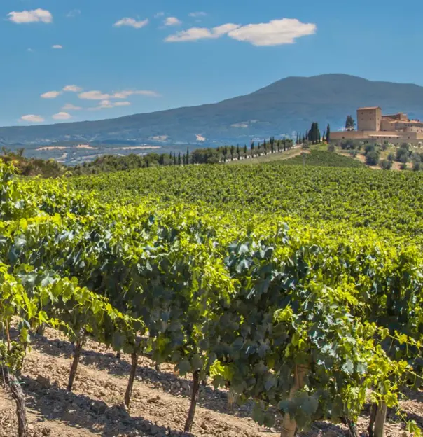A vineyard in Bordeaux