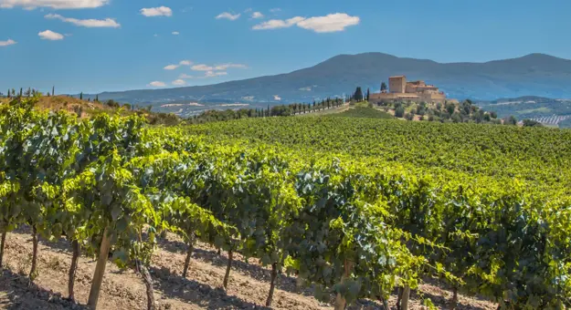A vineyard in Bordeaux