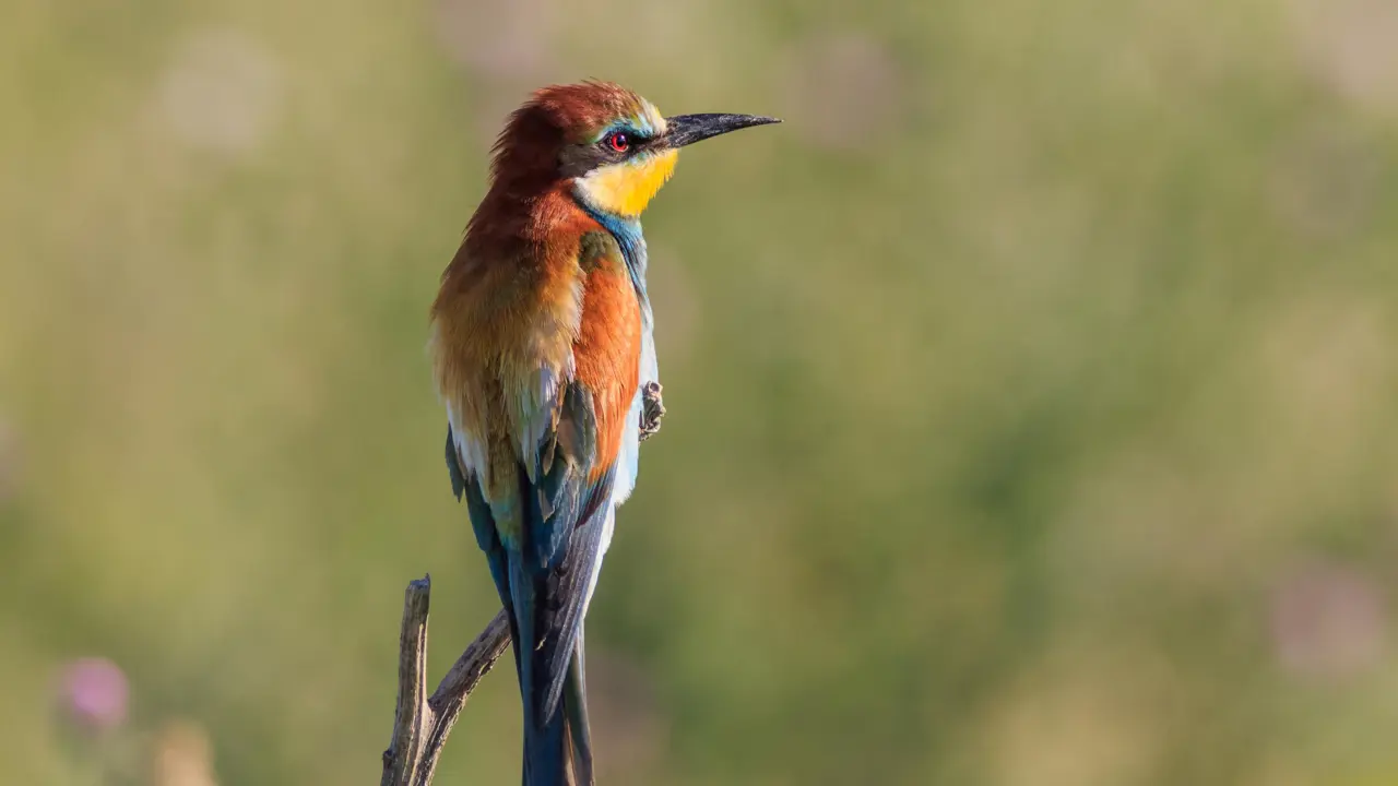  European bee-eater, Danube Delta