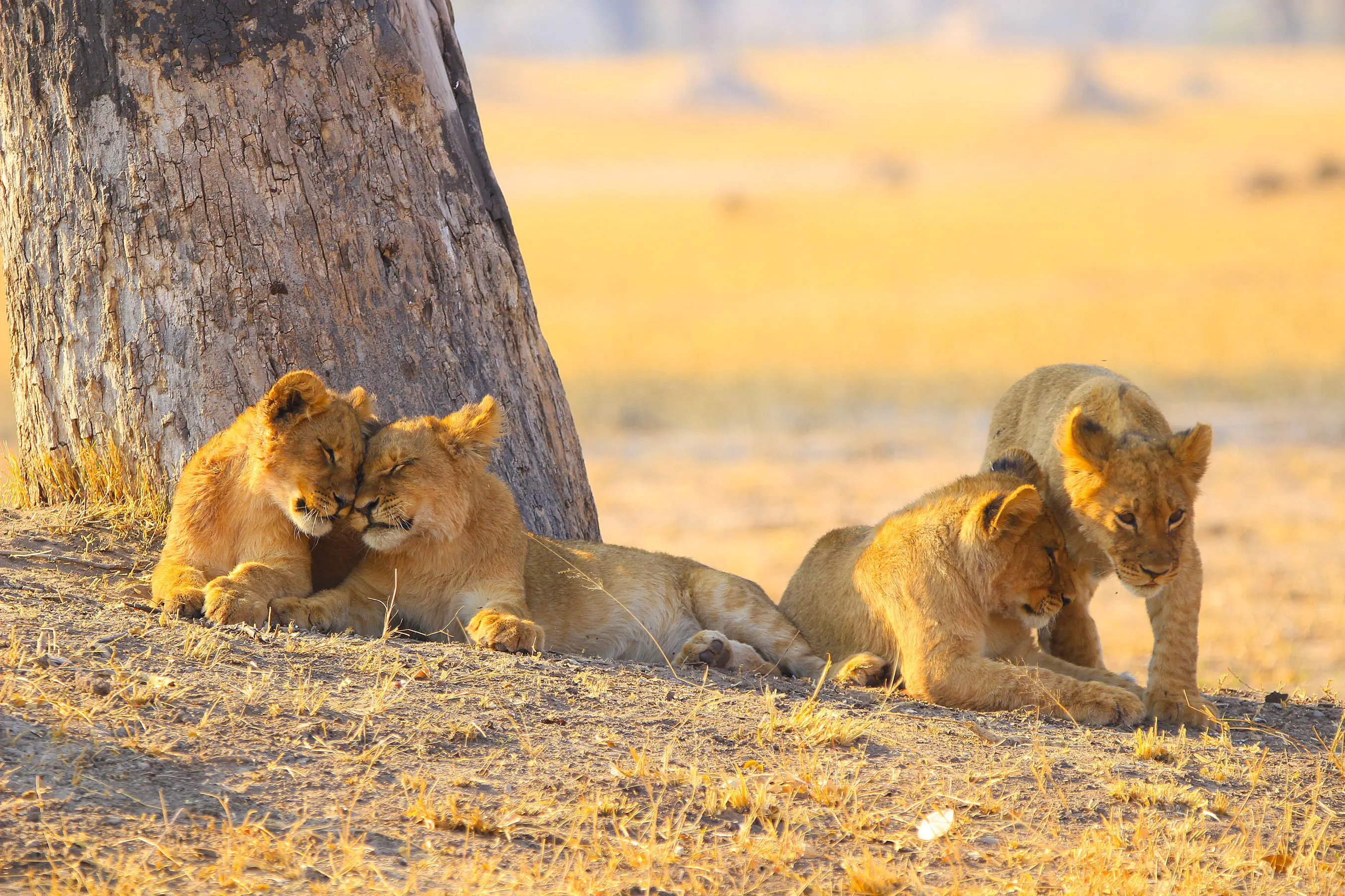 Lions in Zambezi National Park, Zimbabwe