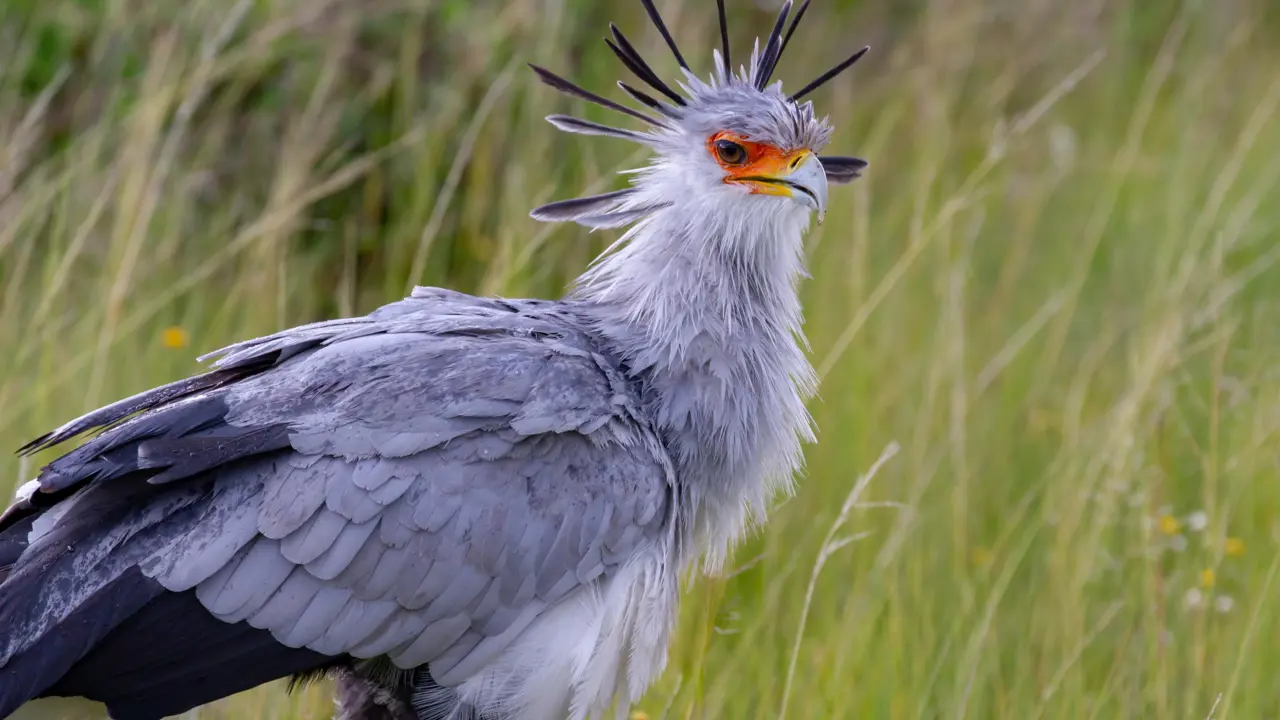 Babanango National Park, secretary bird