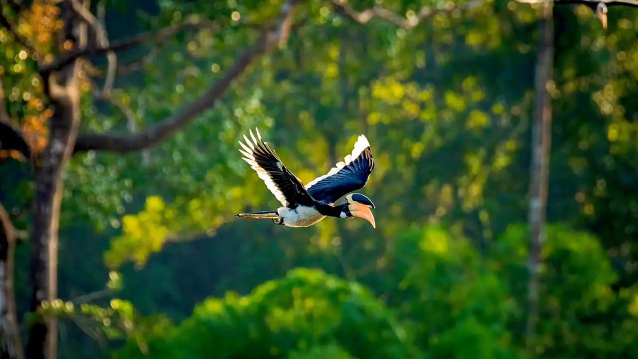 Malabar pied hornbill, Sri Lanka