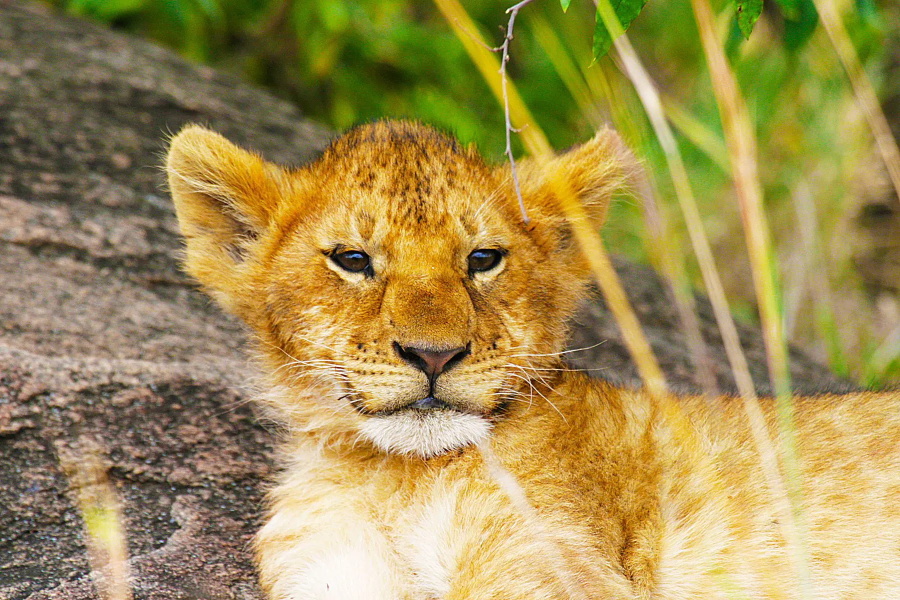 Lion cub in Kenya 