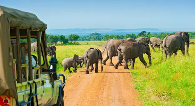 Elephants Crossing Road on Safari