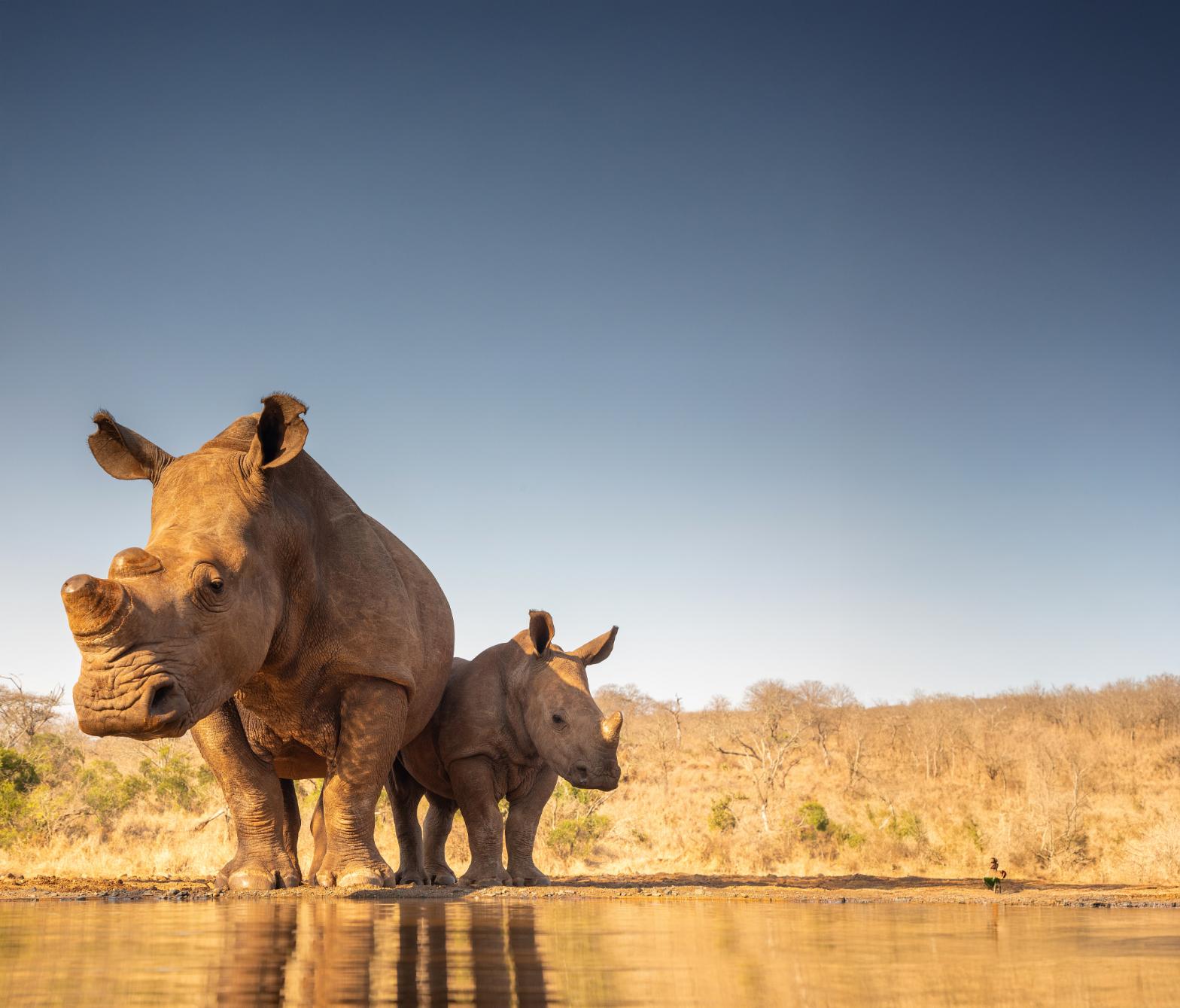 White rhinos, South Africa