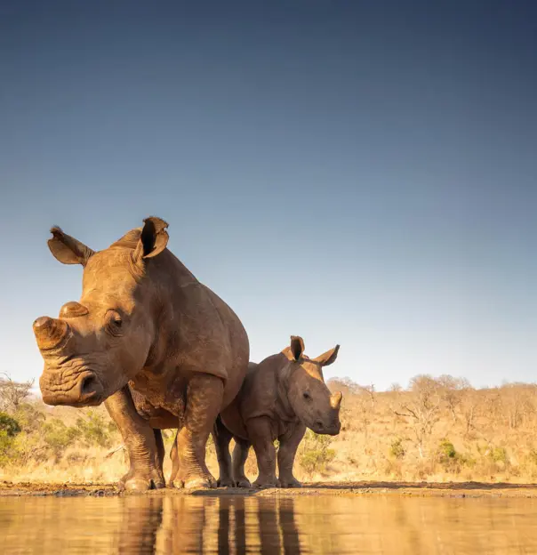 White rhinos, South Africa