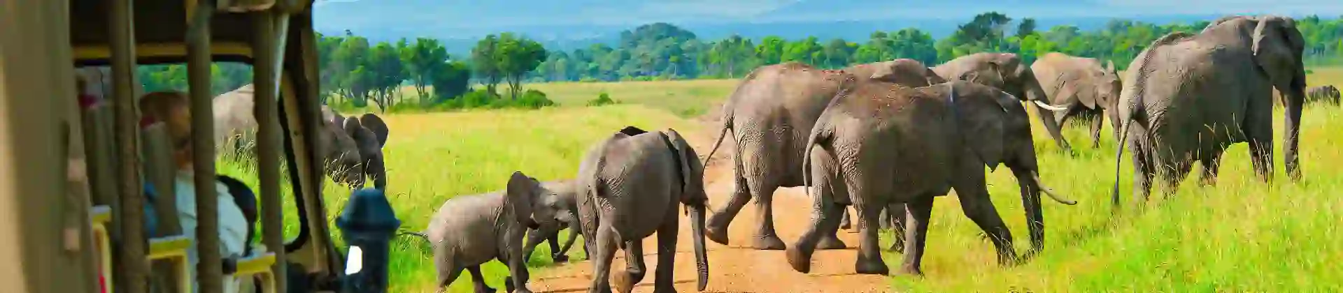 Safari drive spotting elephants