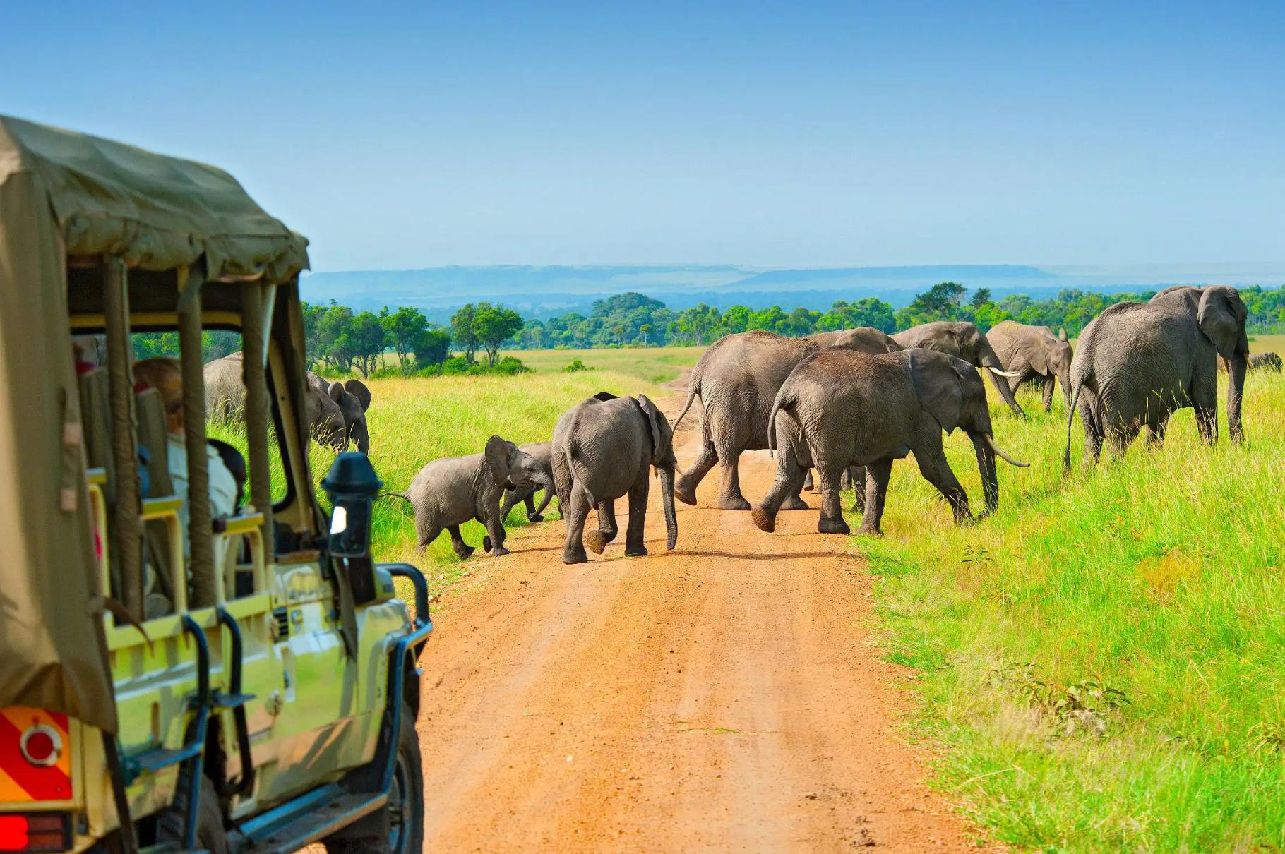 Safari Holidays &amp; Tours 2025/2026/2027 | Newmarket Holidays