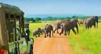 A group of elephants crossing a dirt road in the Maasai Mara, Kenya, with tourists observing from a safari vehicle in the foreground