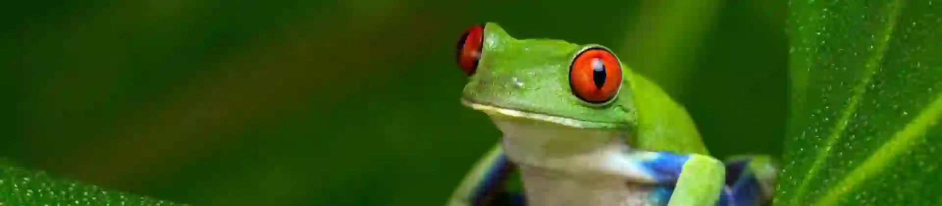 Red Eyed Amazon Tree Frog