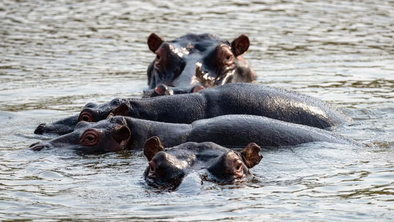 Babanango Game Reserve, hippos
