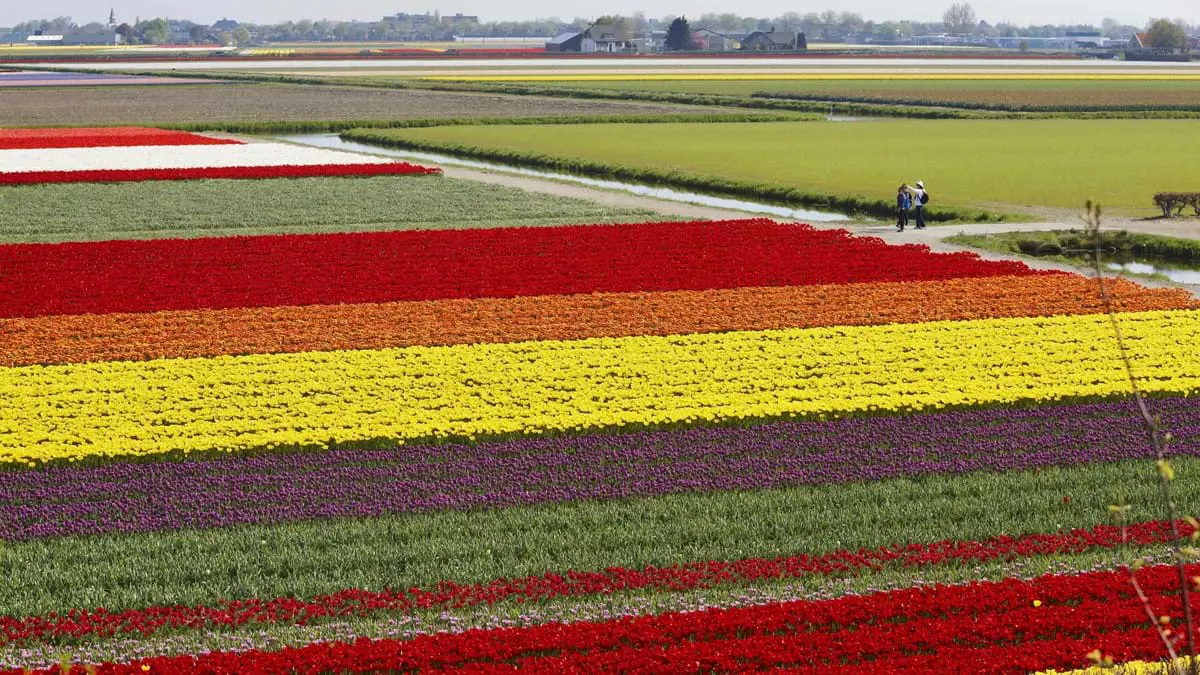 Tulip Fields