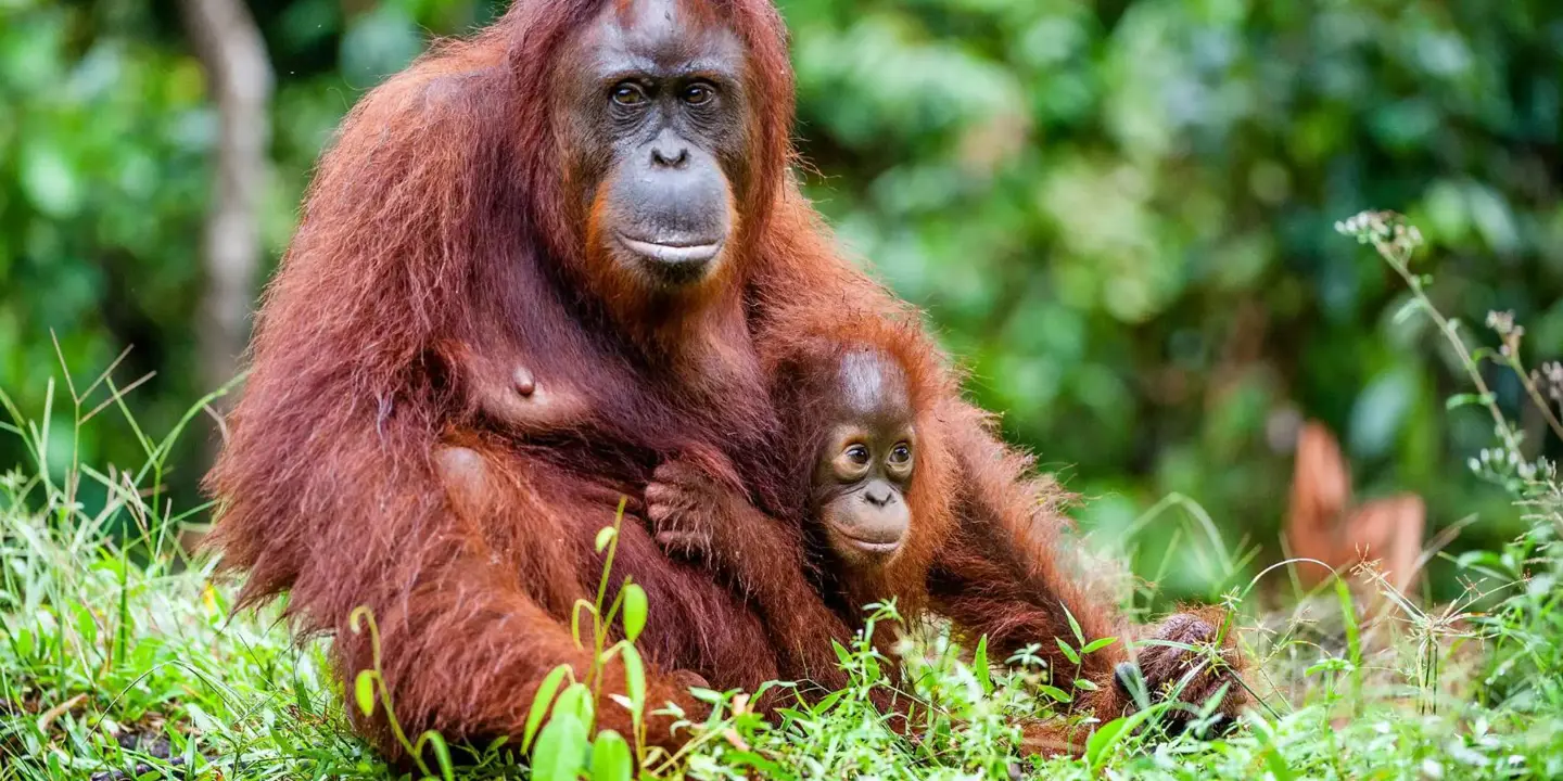 A female orangutan sitting on the grass in a forest, gently holding her baby close to her chest, surrounded by lush green foliage