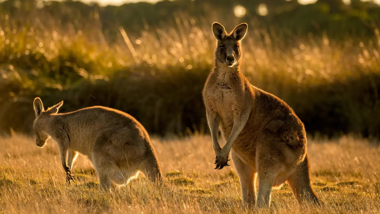 A grey kangaroo standing in open Australian bushland, looking towards the camera in warm evening light.