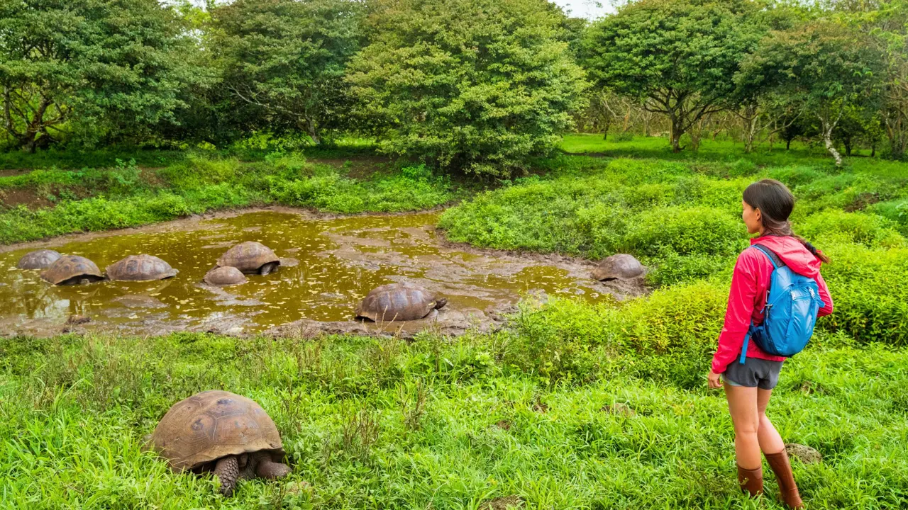 Galápagos Islands group of giant tortoise