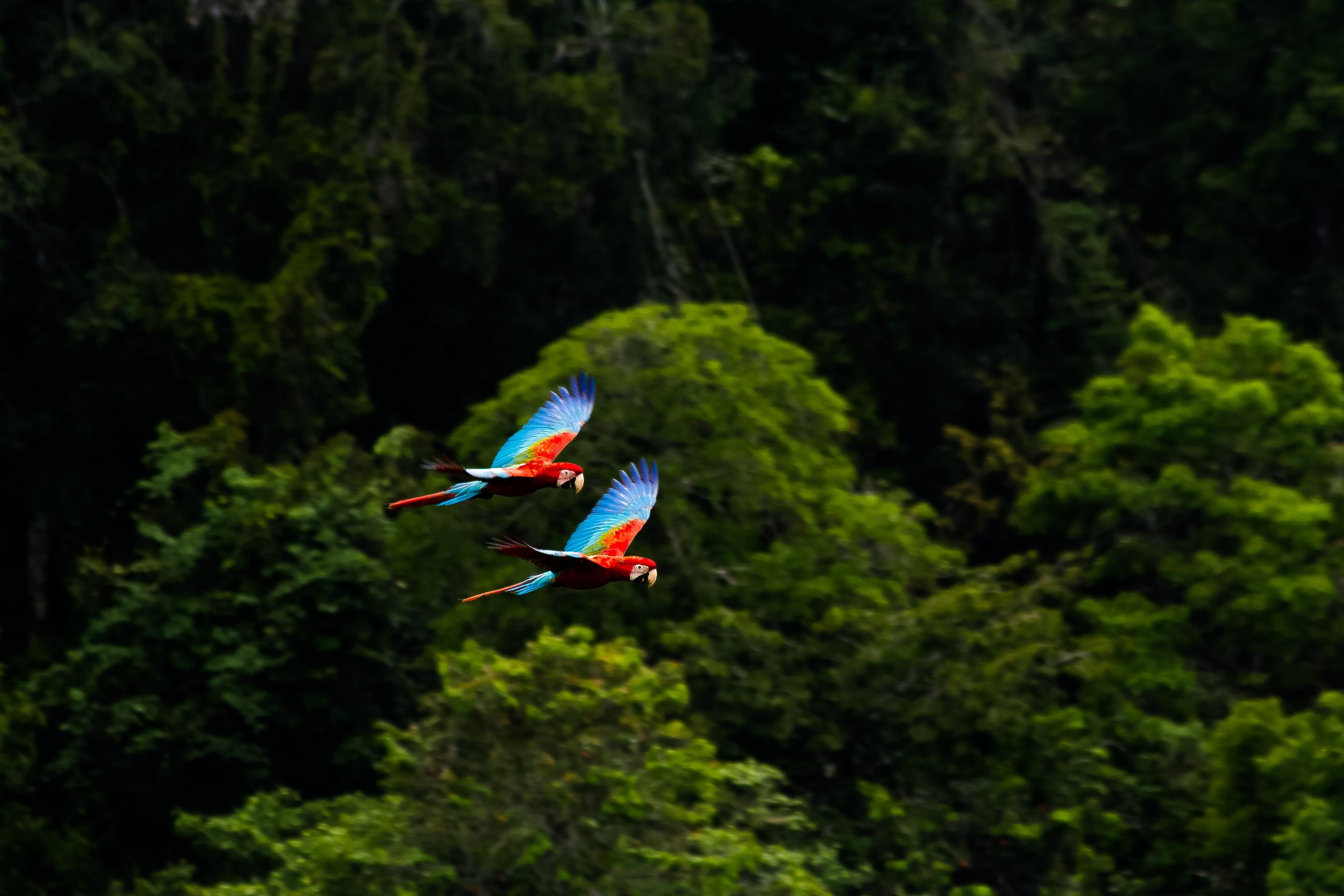 Two wild Red Macaws in flight over the Amazon rainforest
