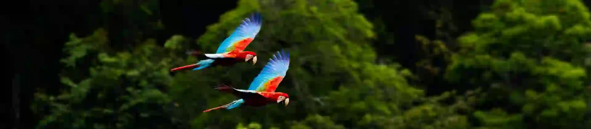 Two wild Red Macaws in flight over the Amazon rainforest