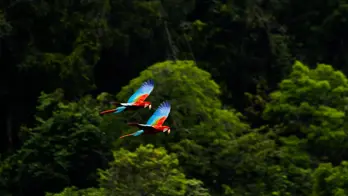 Two wild Red Macaws in flight over the Amazon rainforest