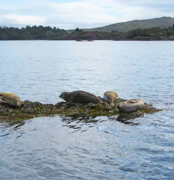 Glengarrif Seals