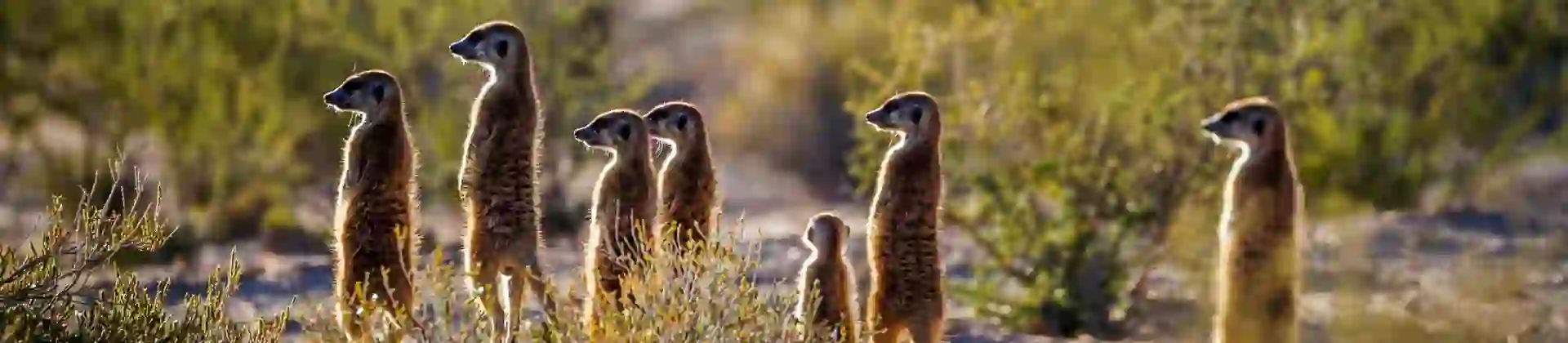 Shutterstock 2035636826