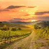 Vineyard, Tuscany, Italy