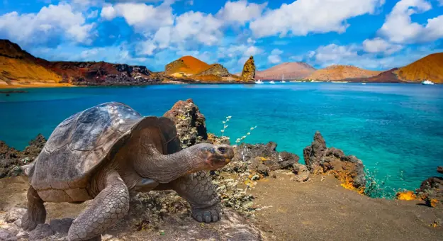 A giant tortoise walking on rocky terrain in the Galapagos Islands by clear blue water with volcanic hills and boats in the distance