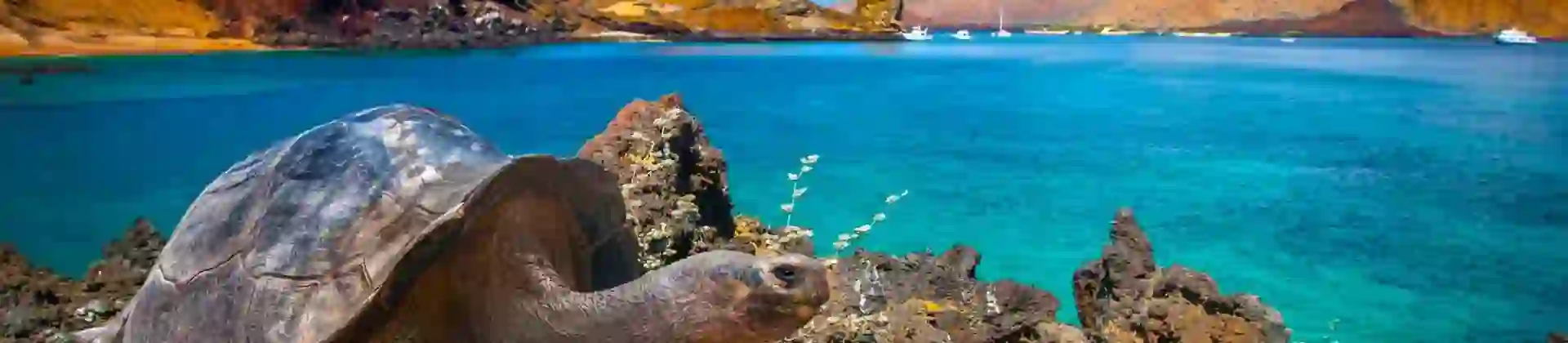 A giant tortoise walking on rocky terrain in the Galapagos Islands by clear blue water with volcanic hills and boats in the distance