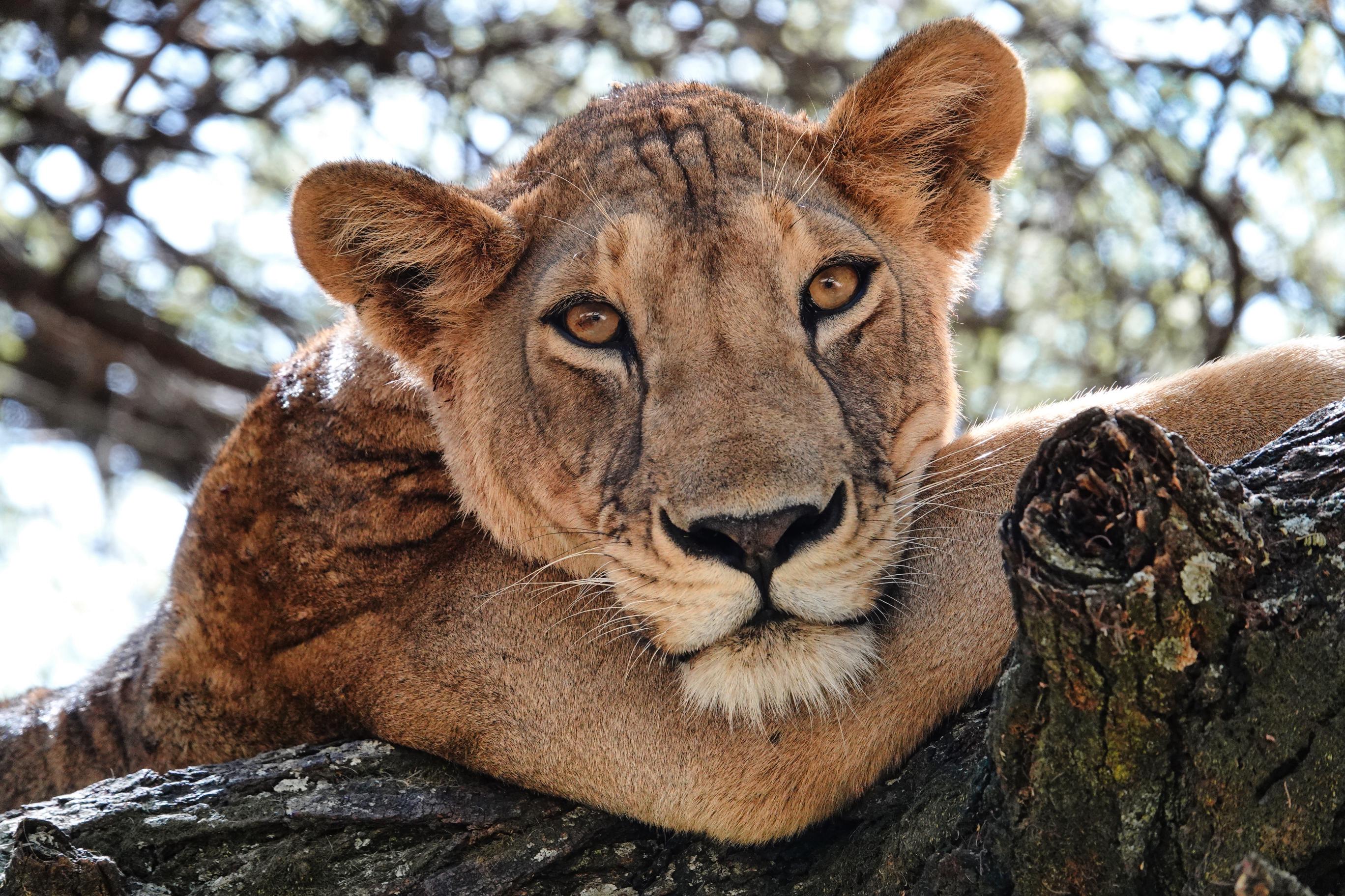 Lion, Serengeti National Park, Tanzania