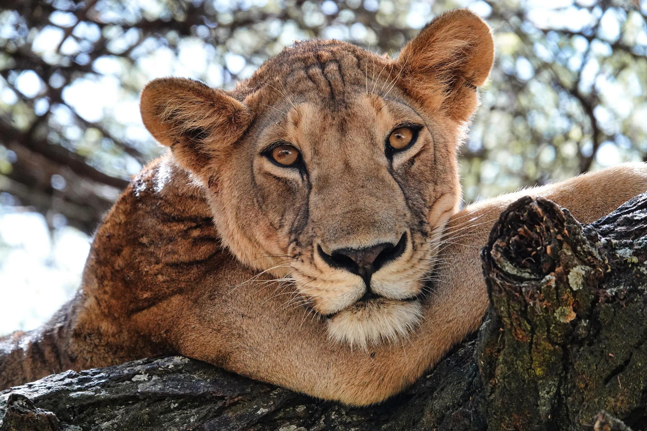 Lion, Serengeti National Park