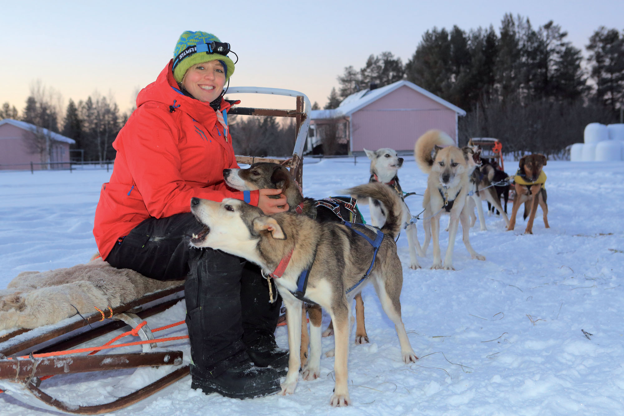 A lady sat on a sleigh, stroking a husky with a group of huskies lined up next to them, in Pajala in the snow