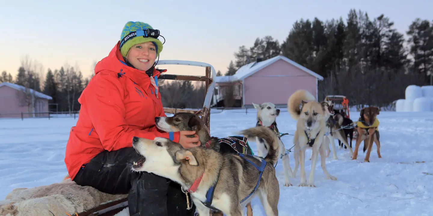A lady sat on a sleigh, stroking a husky with a group of huskies lined up next to them, in Pajala in the snow