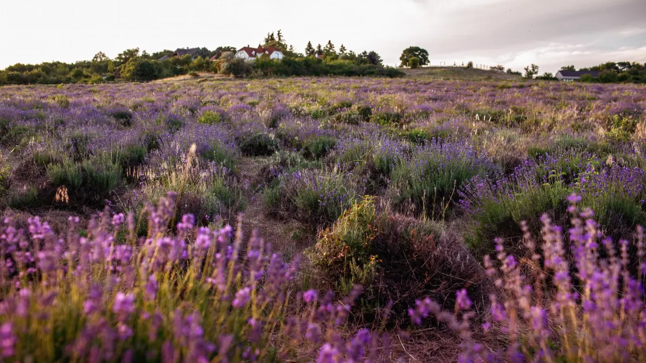 Lavender field, Tihany Peninsula