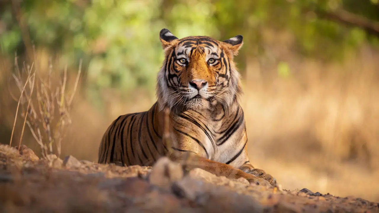 A majestic Bengal tiger resting in Ranthambore National Park, gazing directly at the camera against a blurred natural background