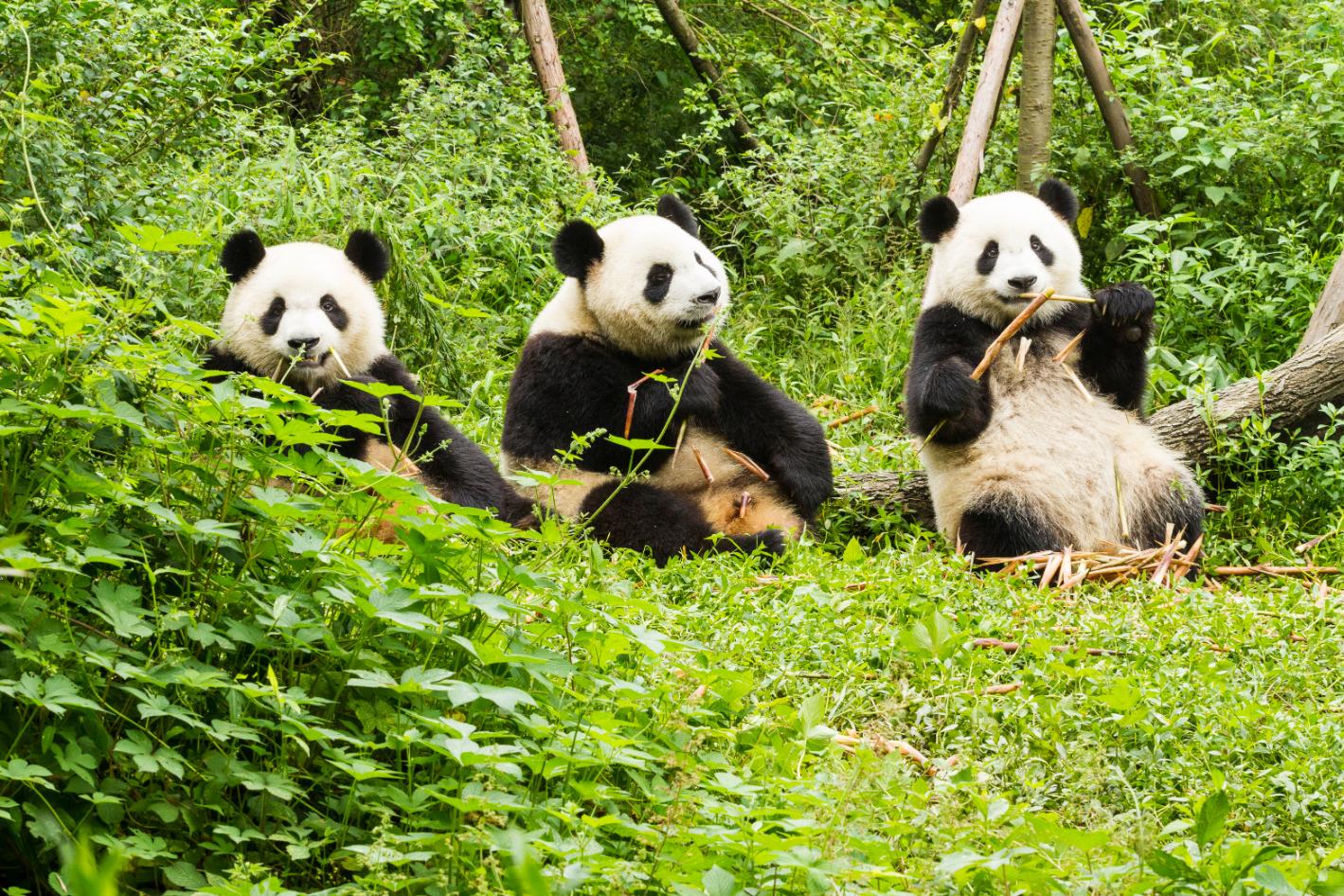 Giant pandas, Giant Panda Breeding Research Base, Chengdu, China