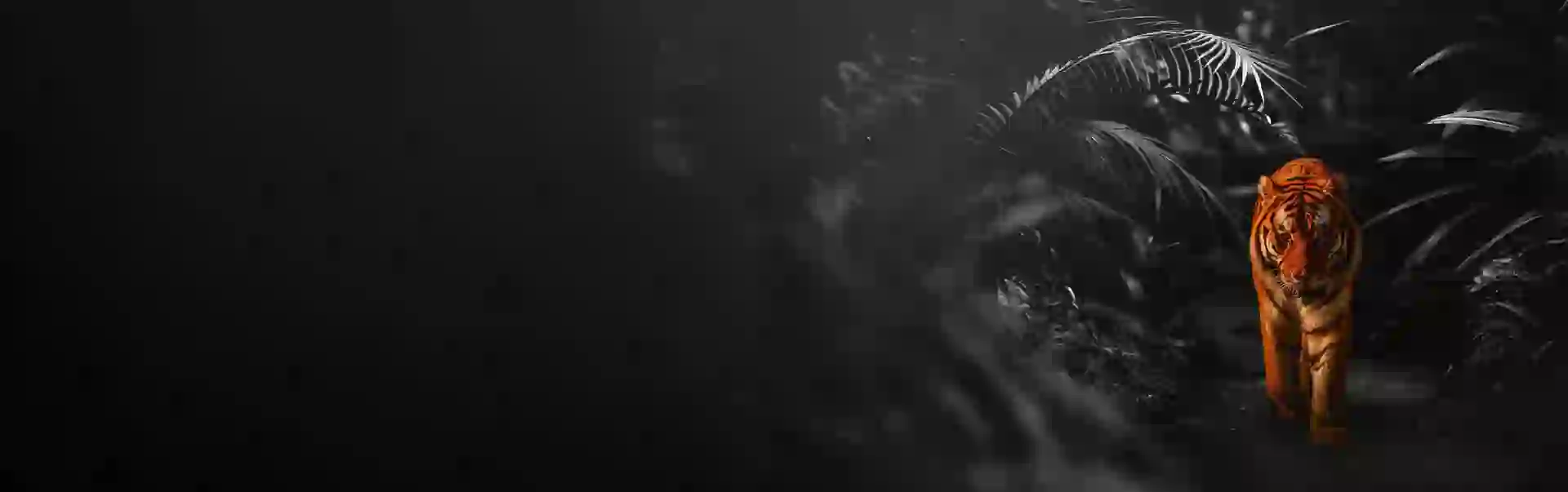 Adobestock 484342795 Bengal Tiger BW